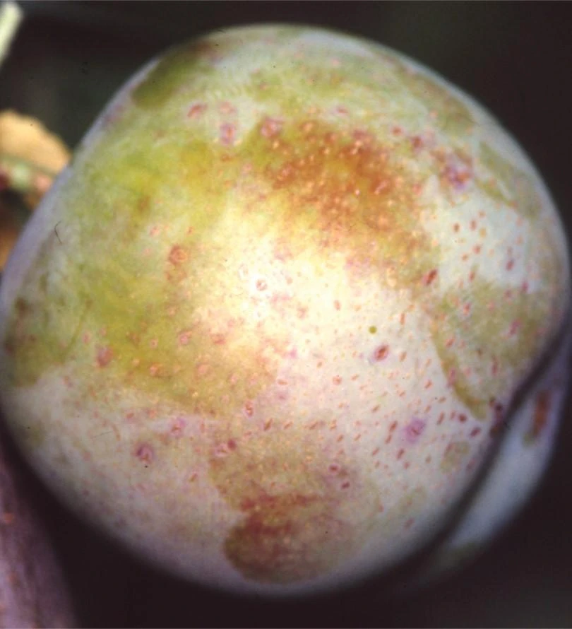 Golden Transparent European Plum 3 Golden Transparent European Plum