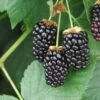 Galaxy Thornless Blackberry -Raintree Nursery galaxy
