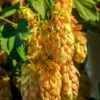 Golden Hops -Raintree Nursery golden hops 1