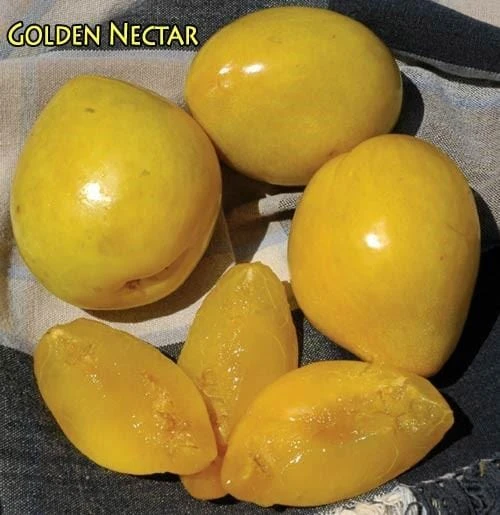 Golden Nectar Asian Plum 3 Golden Nectar Asian Plum