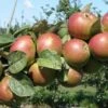 Combination Cider Apple Tree (3 Varieties) 2 Combination Cider Apple Tree (3 Varieties) -Raintree Nursery granniwinkle 1