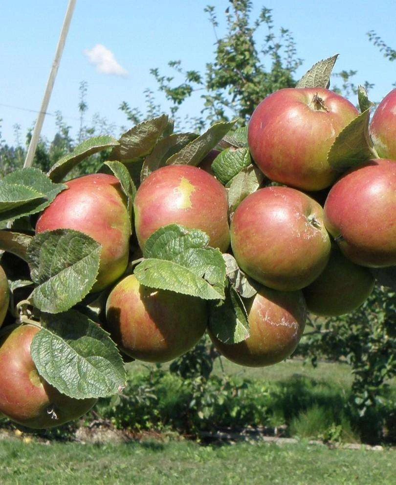 Combination Cider Apple Tree (3 Varieties) 3 Combination Cider Apple Tree (3 Varieties)
