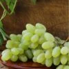 Gratitude Seedless Grape -Raintree Nursery gratitude grape