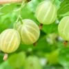 Pixwell Gooseberry -Raintree Nursery green gooseberry