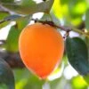 Hachiya Persimmon -Raintree Nursery hachiya persimmon 1