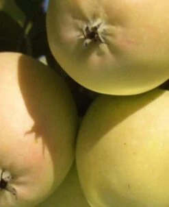 Harrison Cider Apple 5 Harrison Cider Apple -Raintree Nursery harrison