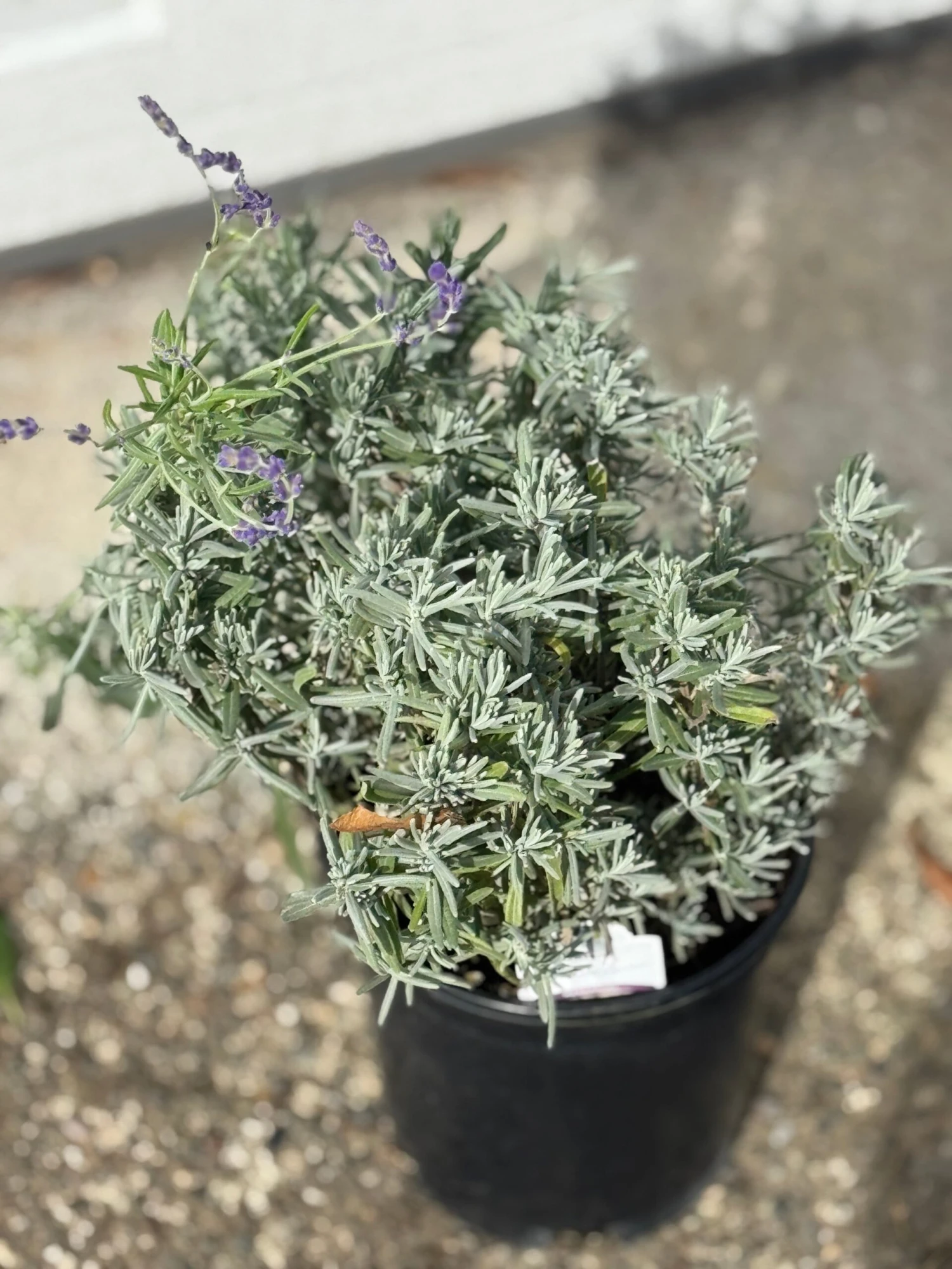 Alpha Hidcote Blue Lavender 3 Alpha Hidcote Blue Lavender