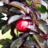 Hollywood Asian Plum -Raintree Nursery hollywood plum 1 1