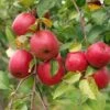 Akane And Honeycrisp Mini Orchard Bundle (3 Trees) -Raintree Nursery honeycrisp