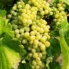 Hope Seedless Grape 2 Hope Seedless Grape -Raintree Nursery hope grape 1