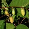 Hot Pepper™ Female Silver Vine Kiwi 2 Hot Pepper™ Female Silver Vine Kiwi -Raintree Nursery hotp