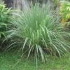 Lemon Grass -Raintree Nursery httpraintreenursery netplemon grass1 1