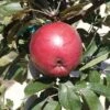 Arkansas Black Apple -Raintree Nursery httpraintreenursery.netpa088d arkansas black apple 02