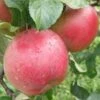 Combination Heritage Apple Tree (3 Varieties)