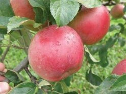Wolf River Apple 7 Wolf River Apple -Raintree Nursery httpraintreenursery.netpa720s wolfriver1 cc2662c6 b61b 4ab0 b8a8 42e171eb72fb 1