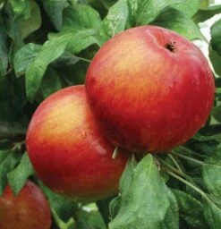 Zestar Apple -Raintree Nursery httpraintreenursery.netpa740dzestarapplebetter gigapixel standard scale 6 00x ec092dc3 2390 4861 9c78 ff663693c50c