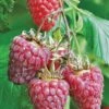 Tulameen Raspberry -Raintree Nursery httpraintreenursery.netpbest tulameen1