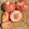 Tri Lite Peach/Plum -Raintree Nursery httpraintreenursery.netpc351