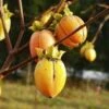 Saijo Persimmon -Raintree Nursery httpraintreenursery.netpd260 01