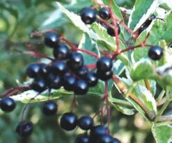 Variegated Elderberry -Raintree Nursery httpraintreenursery.netpe051 03 1