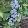 Liberty Blueberry -Raintree Nursery httpraintreenursery.netpe246 liberty blue