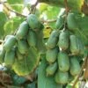 Jumbo Hardy Kiwi 1 Jumbo Hardy Kiwi -Raintree Nursery httpraintreenursery.netph430 031