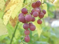 Raintree Nursery -Raintree Nursery httpraintreenursery.netphungarian grape2 1