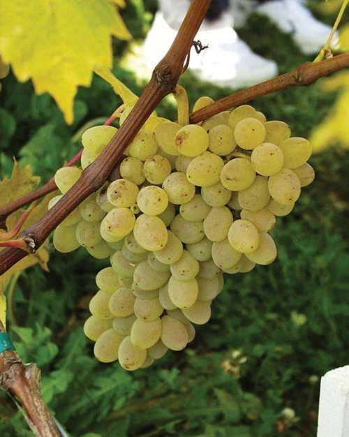 Neptune Seedless Grape 3 Neptune Seedless Grape