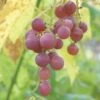Hungarian Seedless Grape 2 Hungarian Seedless Grape -Raintree Nursery hungarianlarge