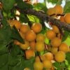 Hunza Apricot -Raintree Nursery hunza apricot