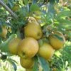 Hudson's Golden Gem Apple -Raintree Nursery husdon gigapixel standard scale 6 00x f9128a9d 8164 44ce b011 ef80ba502dff