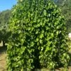 Weeping Mulberry -Raintree Nursery image 1