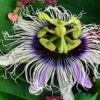 Possum Purple Passiflora