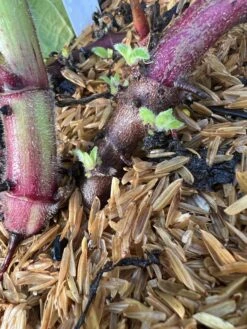 Purple Yacon -Raintree Nursery image 82187f30 873f 47de 989e 30847d731294 3 1