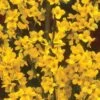 Alpha Gold Tide™ Forsythia -Raintree Nursery image 9c37b531 d340 4111 a1b8 f454f1ac113a 1
