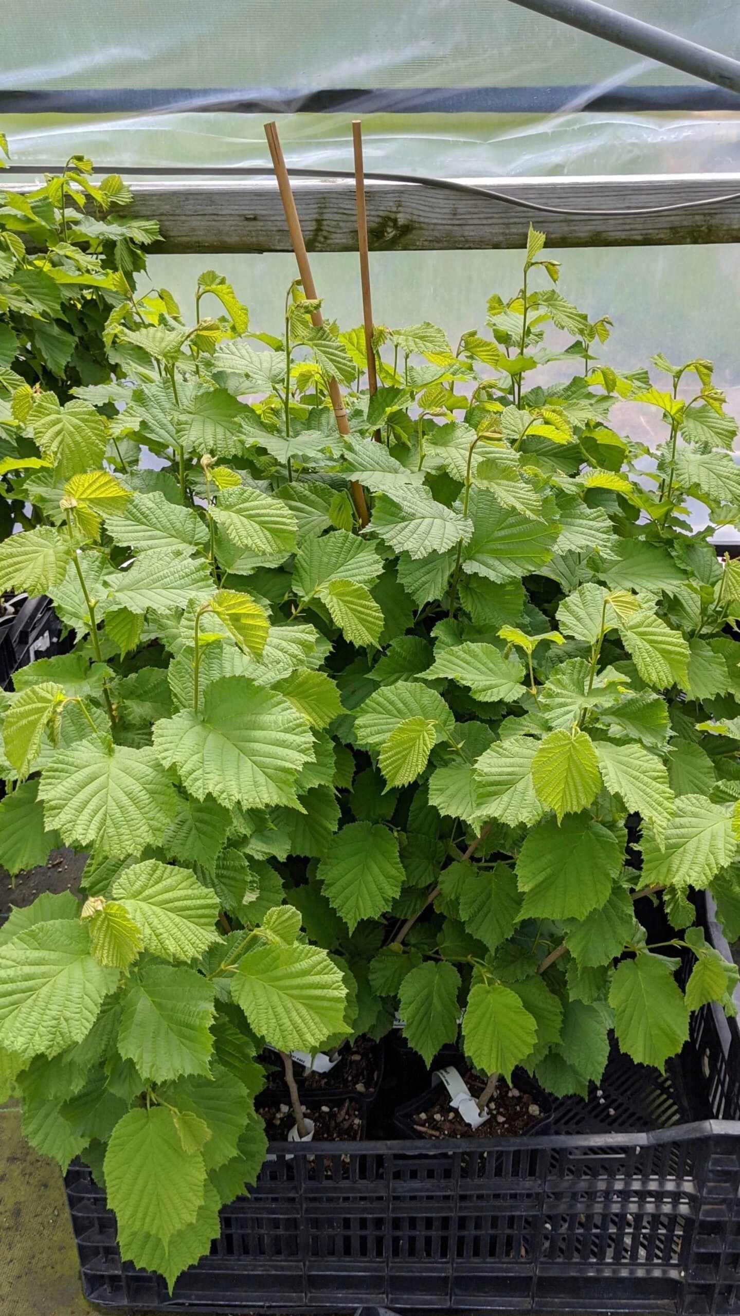 Polly O Filbert 3 Polly O Filbert