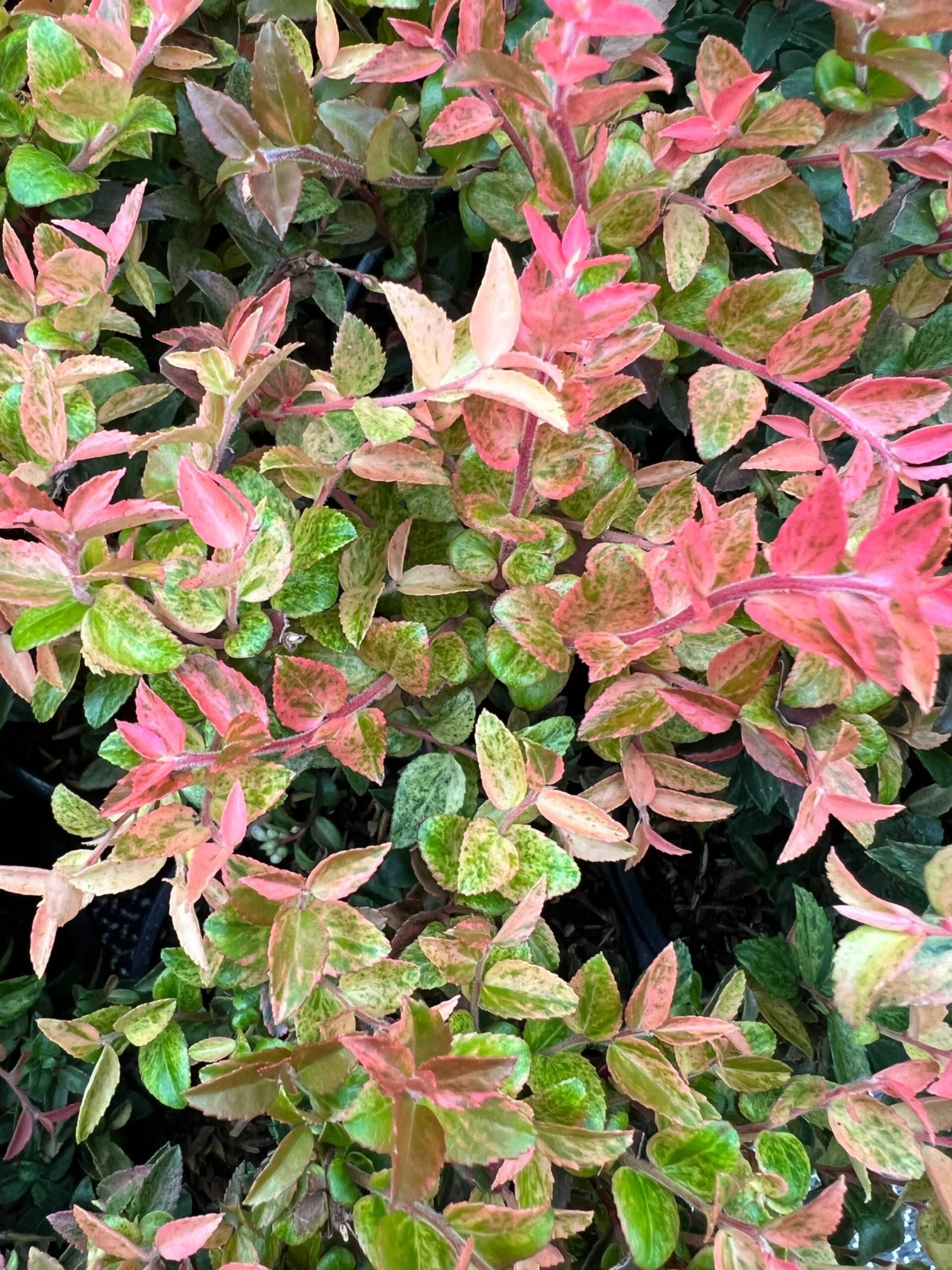 Alpha Cascade Sunburst™ Huckleberry 3 Alpha Cascade Sunburst™ Huckleberry