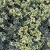 Alpha Variegated Boxwood -Raintree Nursery image c6b849d7 3f1e 49ed a861 9944f09d7091 1