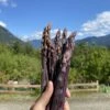 Sweet Purple Asparagus 1 Sweet Purple Asparagus -Raintree Nursery image 92e10dd9 154a 4ff0 abe8 4fa74f8203bb