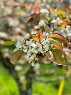 Shinsui Asian Pear -Raintree Nursery image e986c5e1 8d9c 4570 bf9b 60fb505aa874 1