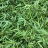 Fargesia Nitida Bamboo -Raintree Nursery image f808467d b849 42fb 85df 8749060e8dc7