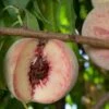 Indian Free Peach -Raintree Nursery indian free peach