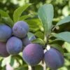 Italian Prune European Plum -Raintree Nursery italianprune 1