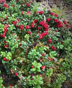 Arctic Blast Lingonberry Bundle (6 Plants) -Raintree Nursery koralle lingonberry 1 f3b825e2 fce6 438d ab2a befdfe820478