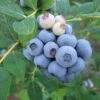 Alpha Legacy Blueberry -Raintree Nursery legacyblue