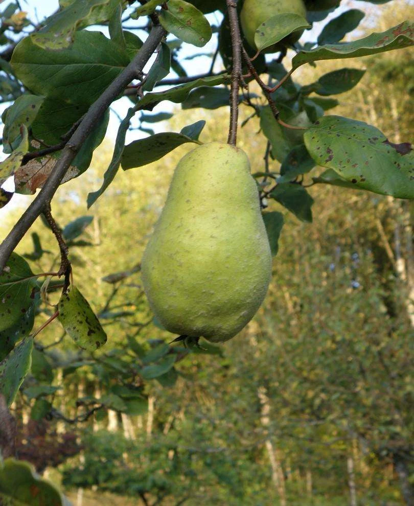 Limon Quince 3 Limon Quince