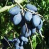 Long John European Plum -Raintree Nursery long john 1