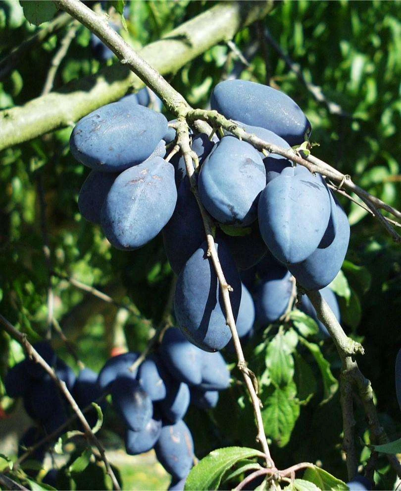 Long John European Plum 3 Long John European Plum