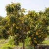 Loquat Seedling -Raintree Nursery loquat 2 1 1