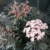 Laced Up® Elderberry 2 Laced Up® Elderberry -Raintree Nursery luedler 1